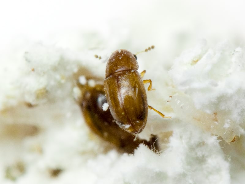 Octotemnus glabriculus (Gyllenhal, 1827)
